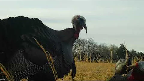 Tactacam video of my first gobbler for 2022