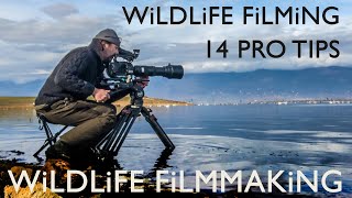 Wildlife Filming Secrets: 14 Pro Tips