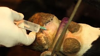 ОБЕЗБОЛИВАНИЕ КОПЫТА (Блокада нервов по Регнери). hoof anesthesia ОБЕЗБОЛИВАНИЕ КОПЫТА (Блокада нервов по Регнери). hoof anesthesia