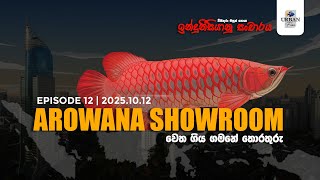 Arowana Showroom in Jakarta | Indonesia Tour | Episode 12 | 2025.10.12