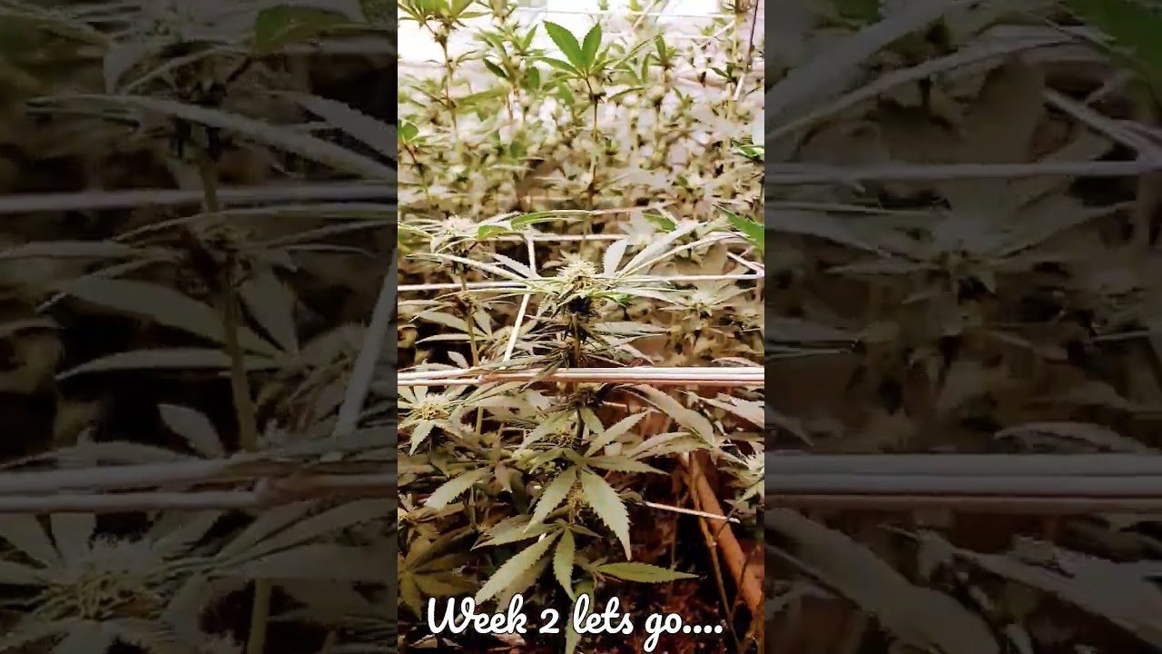 4x4 all organic living soil bed.