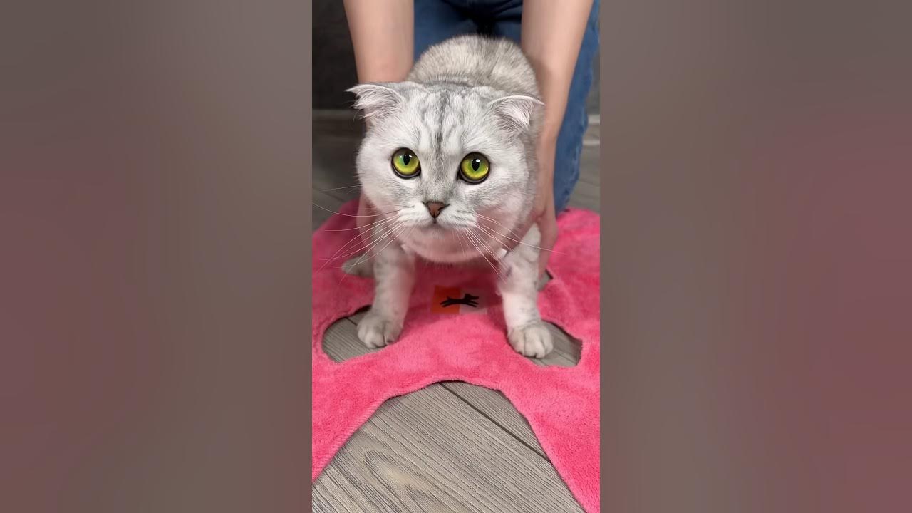 How to trim your cat_s claws YouTube