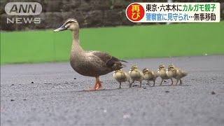 VIP待遇のカルガモ親子　警察官が必死にガード(20/07/25)