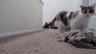 Cat tries to dig into the bathroom
