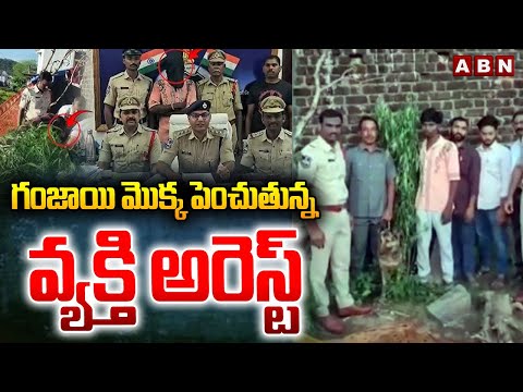 గం*జాయి మొక్క పెంచుతున్న వ్యక్తి అరెస్ట్ | Man Growing Ganja plants at Home | Nirmal | ABN - ABNTELUGUTV