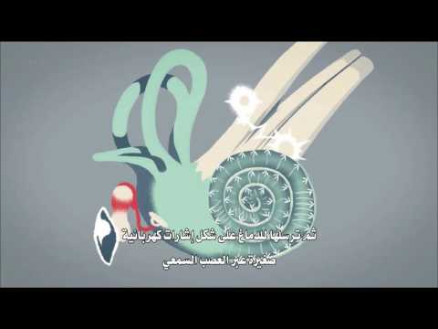 حاسة السمع L كيف تتم عملية السمع