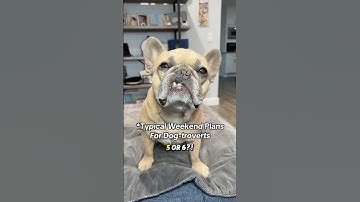 He looks genuinely concerned #dogs #dogtrovert #introvert #dogparents #frenchie #comedy #shanegillis