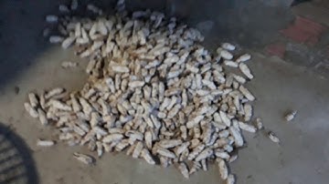 CHUYÊN BÁN CHUỐI CÔ ĐƠN ( MỒ CÔI )giá rẻ & review sấy khô chuối cô đơn 1 cách đơn giản .0334521881