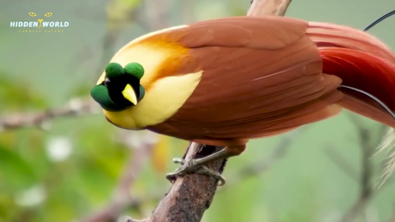 أجنحة تحلق في الجنة: تعرف على طيور الجنة | Birds Of Paradise | جمال الخالق في العالم الخفي