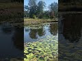 #ducks #ponds #beautiful #moringbelike #moringstatus