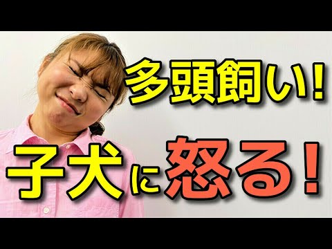 【犬 多頭飼い】犬の多頭飼いの注意点 先住犬と子犬が仲良くなるために【犬のしつけ＠横浜】byドッグトレーナーエマ