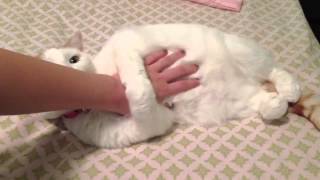 Nikki the Excitable Cat