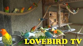 Lovebirds Meal Time (Mung Bean Sprouts)  Wednesday, June 1st, 2022 | LOVEBIRD TV