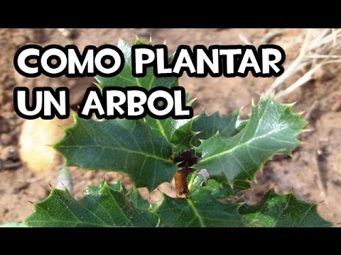 Cómo Plantar un Árbol (Día mundial del Árbol) La Huerta de Ivan