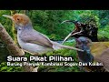 Suara Pikat Burung Prenjak Kombinasi Sogon Dan Kolibri..