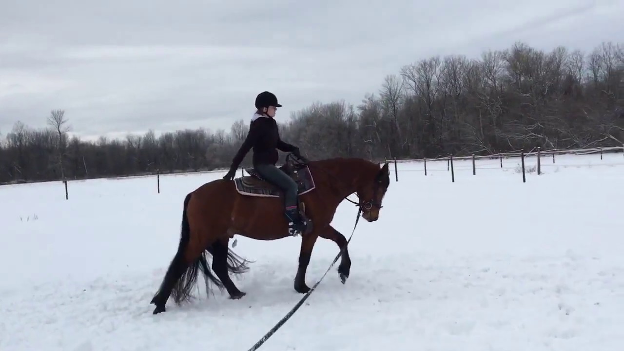 horseshoe bend First Ride 3 Weeks after Rescue - Canadian Horse