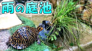 【観察日記】久しぶりの雨で亀さんたちも喜んでいました【2021.9.2】