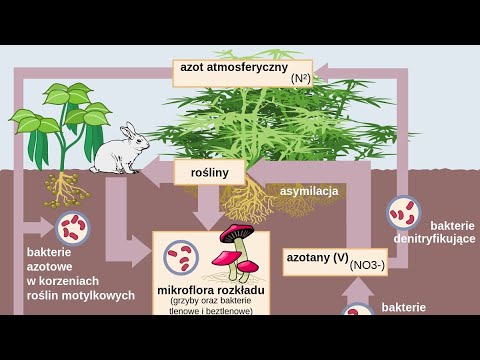 OBIEG AZOTU W PRZYRODZIE