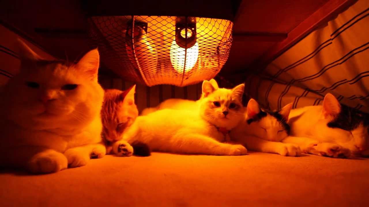 かご猫 X こたつの中の6匹の猫 Cat And Kotatsu 14 3 Youtube