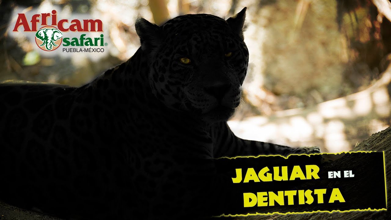 Revisando los COLMILLOS de una pantera negra con Frank Carlos Camacho en  Africam Safari ? - YouTube