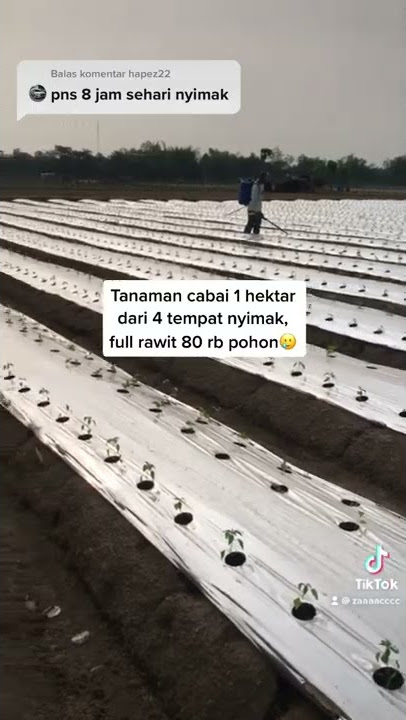 Boss cabe tanam 1 hektar (80rb pohon) full rawit #jawatimur #caberawit