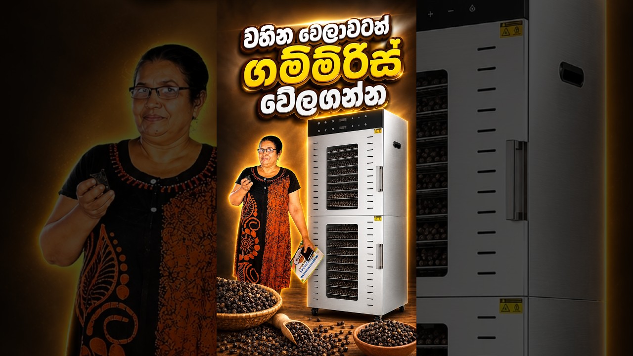 “අපි ගම්මිරිස් වේලන්න විජලන යන්ත්‍රයක් බලමින් හිටියා.