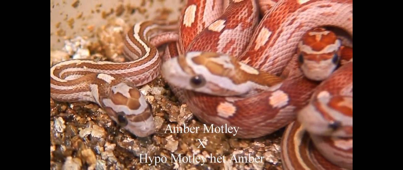 corn snake morphs babies 062709a
