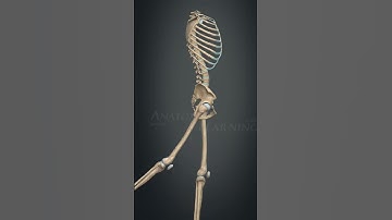 Hip Joint Movement | Flexion & Extension | Medical Anatomy