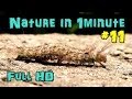 Nature In 1 minute - Caterpillar #11