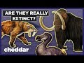 How Do We Know If Animals Are Actually Extinct? - Cheddar Explores