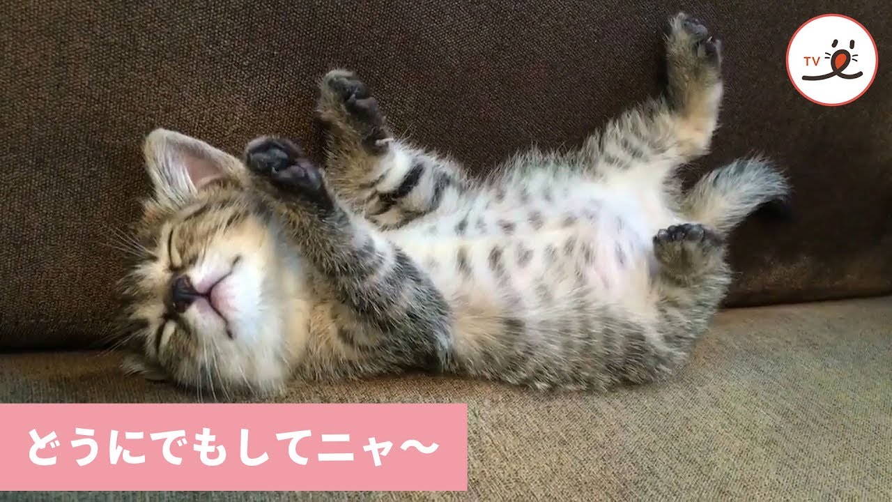ピーンと手足を伸ばしてスヤスヤ Zzz 寝姿が無防備すぎる子猫ちゃんに 心奪われるっ ｪ Peco Goo ニュース
