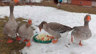 Гуси сбежали, Кошки ушли...