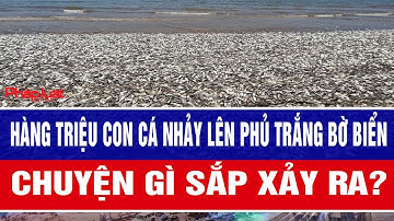 Hàng triệu con cá nhảy lên phủ trắng bờ biển, chuyện gì sắp xảy ra?