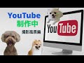 YouTube制作中「撮影風景編」 SONYデジタル一眼レフカメラα6400を使用し愛犬をモデルに撮影中です