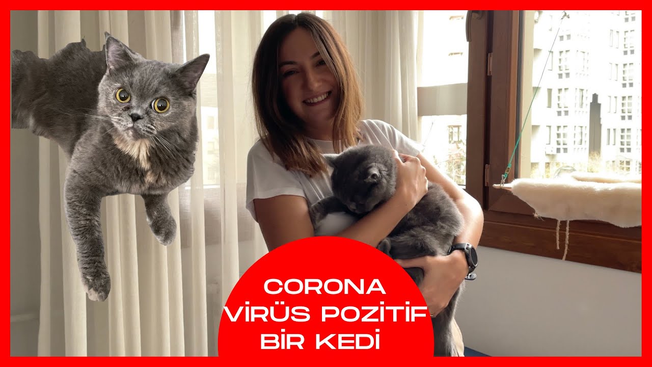 Ölümcül Bulaşıcı Coronavirus Pozitif Bir Kedi İle Yaşam #satınalmasahiplen