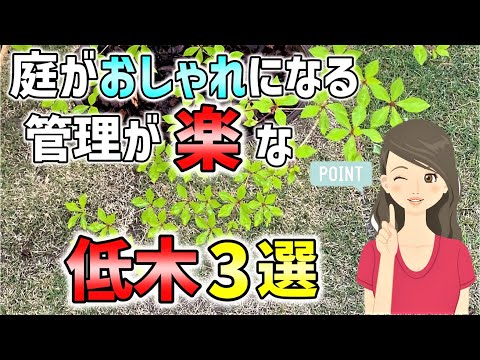 【管理は不要です！】成長が遅くて大きくならず、植えるとお庭がおしゃれになり、紅葉の美しい、管理が楽な、おすすめの低木3選をご紹介致します。