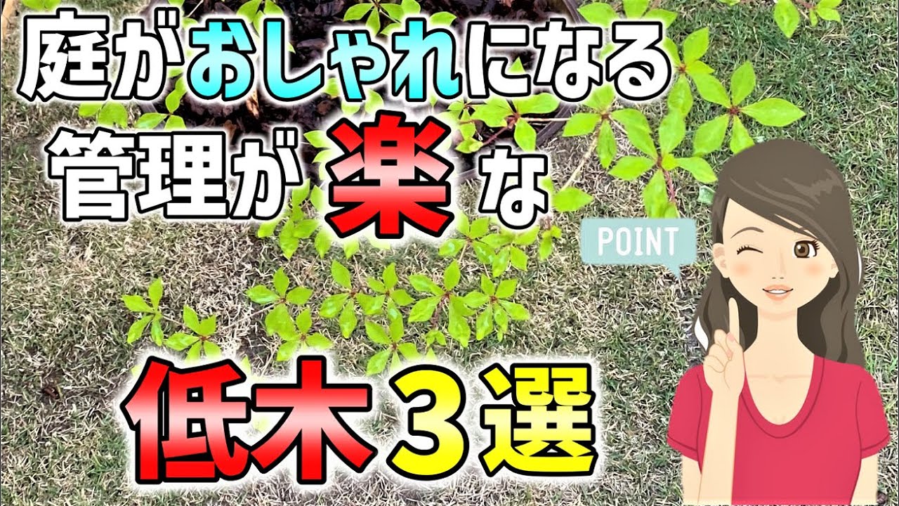 【管理が楽な植木】成長が遅くて大きくならず、植えるとお庭がおしゃれになり、紅葉の美しい、管理が楽な、おすすめの低木3選をご紹介致します。