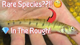 On The Hunt For RARE FISH SPECIES In The Escambia River Drainage! (Panhandle Trip Ep.5)