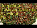 Зверобой жимолостелистный Екселлент Флае. Краткий обзор, описание hypericum?inodorum Excellent Flair