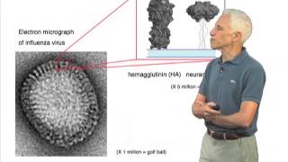 Stephen Harrison: The Influenza Virus and Hemagglutinin Protein