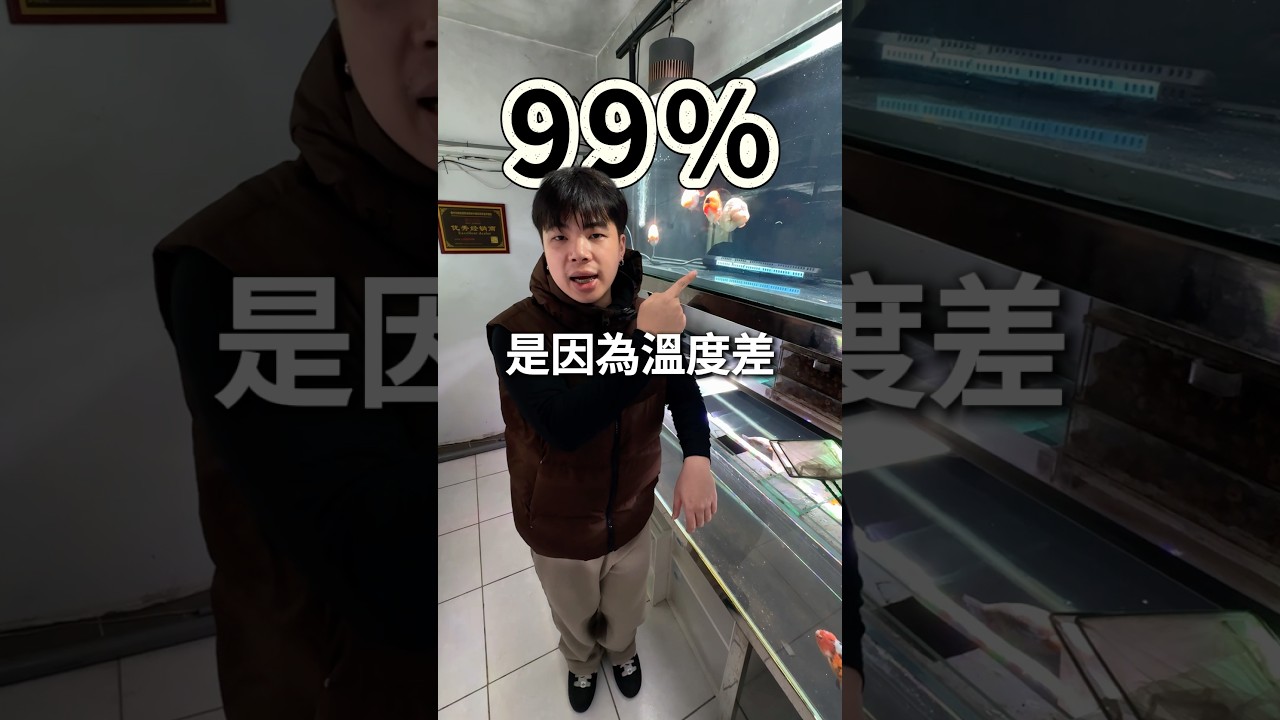 得白點是因為你做了這個操作-以下分享減少發生機率👇1.換水速度要慢2.一次換水不要換太多3.減少撈魚的次數#蘭壽 #金魚 #水族 #goldfish #珠寶水族 縮圖
