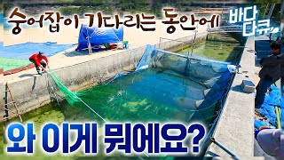 바다와 민물 만나는 곳에 그물을 쳤더니 이런 게 올라오네요? / 3월에서 5월 딱 이맘때만 기다린다는 거제도 사람들 / 거제도에 봄이 오면 / 봄숭어와 사백어 / 바다다큐