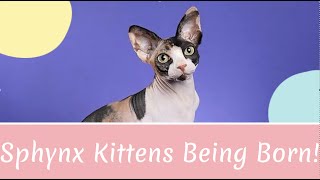 Sphynx Cat Delivering Kittens by ScantilyCladSphynx 2,877 views 3 years ago 5 minutes, 16 seconds