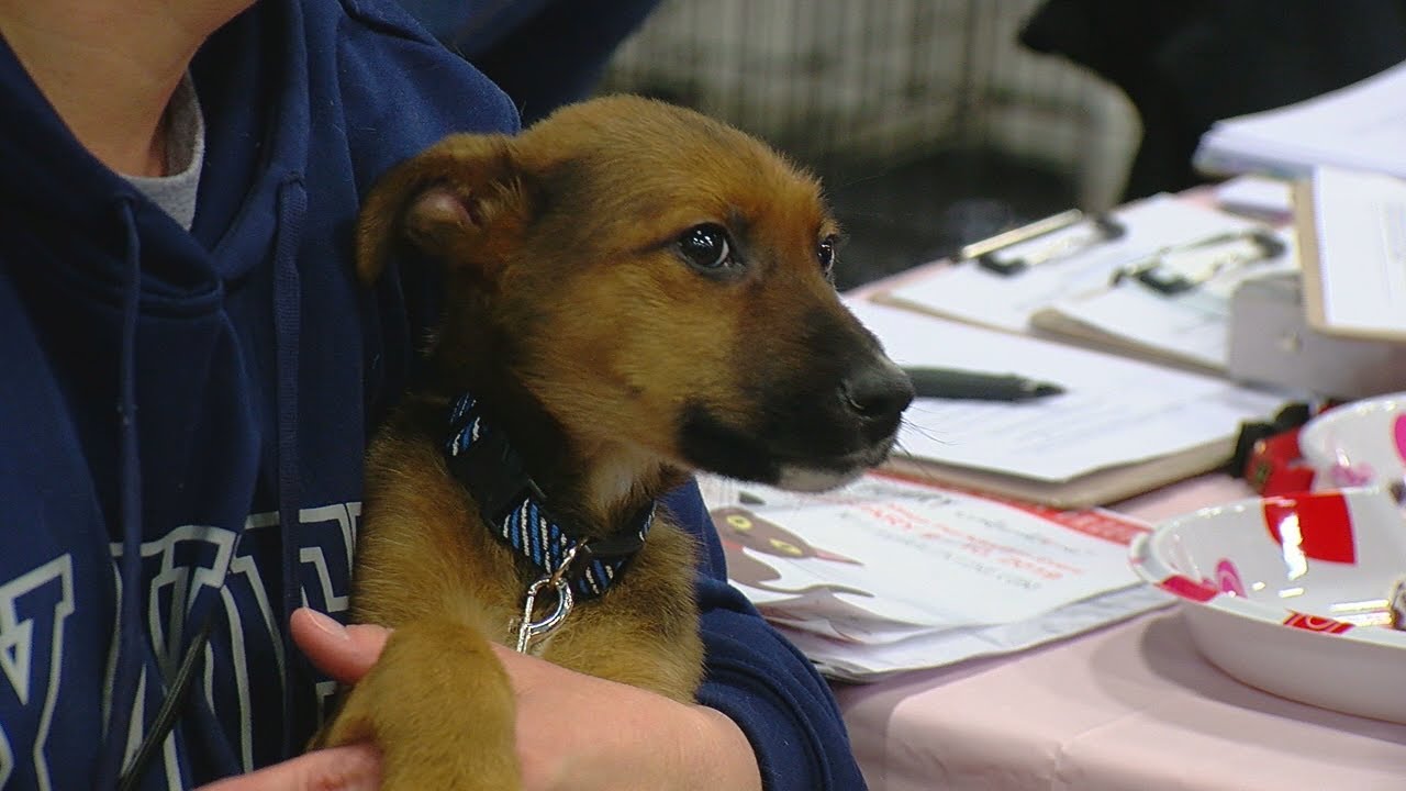 'My Furry Valentine' hosts largest pet adoption event in ...