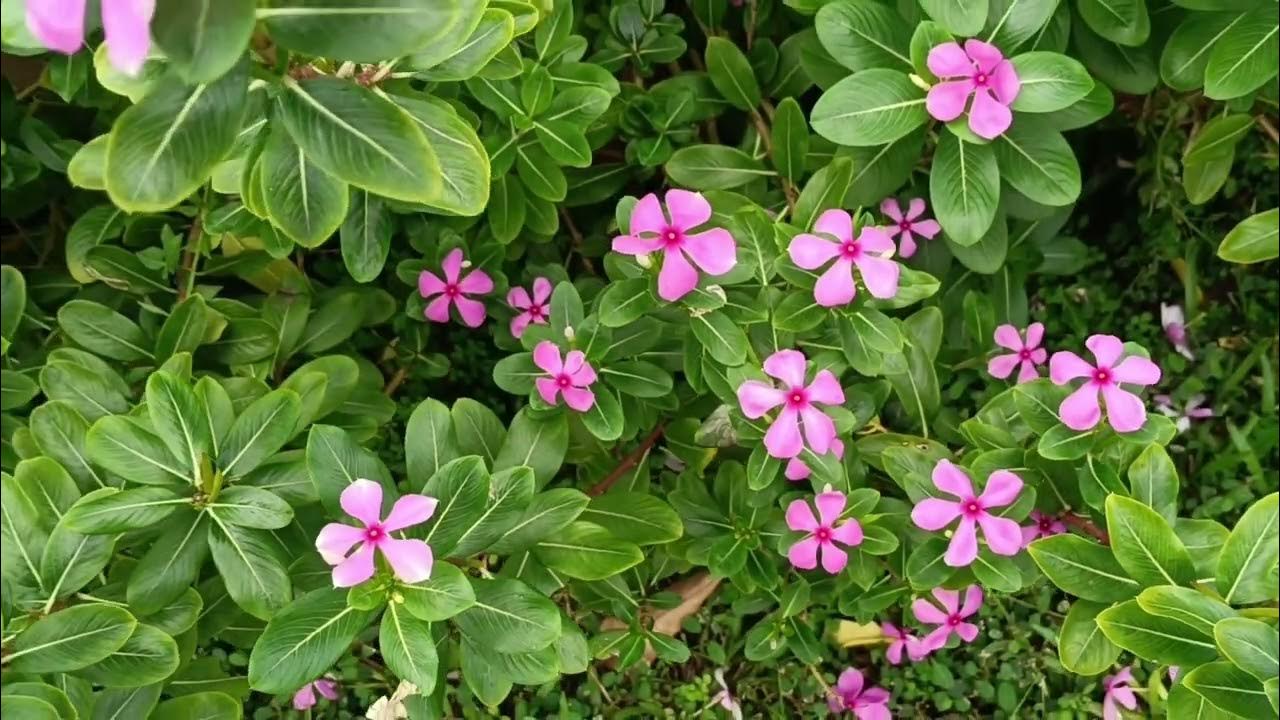 长春花catharanthus Roseus Youtube 长春花catharanthus Roseus Youtube