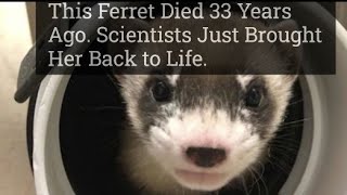 Queen Elizabeth The Ferret