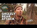 GRIZZLY Bear in the Yukon (BEAR ATTACKS MOOSE!!!)