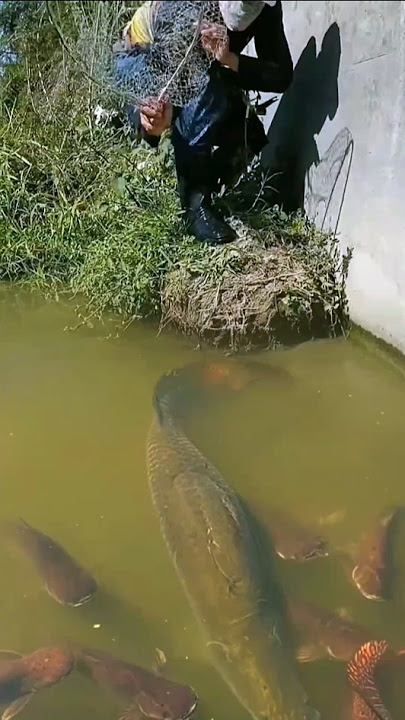 Catching arapaima fish in the river to prevent them from breeding. #fishing #viralshort #shorts