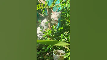 隣の庭が気になるトート君 オッドアイ Cat 猫のいる暮らし 