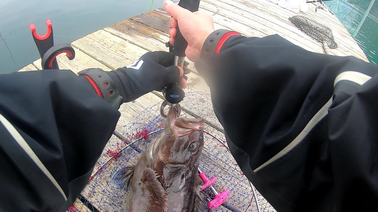海上釣堀 貞丸 の名物ハタマスを釣る ヒットエサやアタリはどう出る 釣りおじさんの釣りネタ帳
